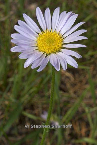 erigeron glacialis var glacialis 18 graphic